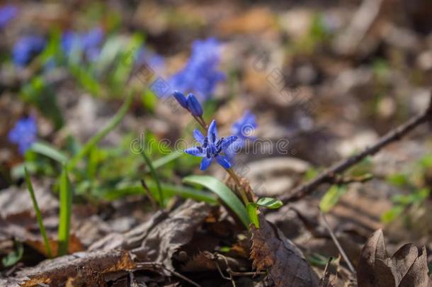 蓝色花关于野生的森林植物阿尔卑斯山的虾蛄-绵枣儿属植物双玉兰