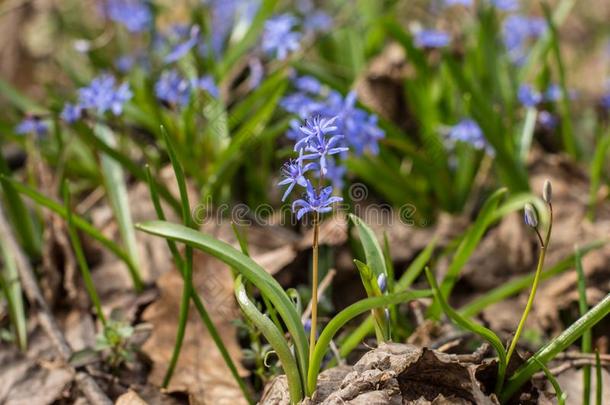 蓝色花关于野生的森林植物阿尔卑斯山的虾蛄-绵枣儿属植物双<strong>玉兰</strong>