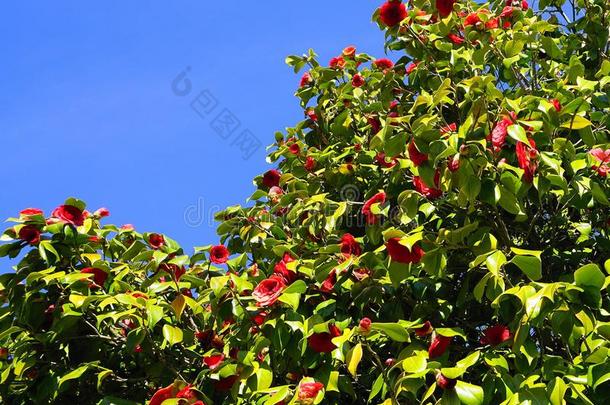 引人注目的和美丽的红色的山茶-山茶日本产植物树采用blower鼓风机