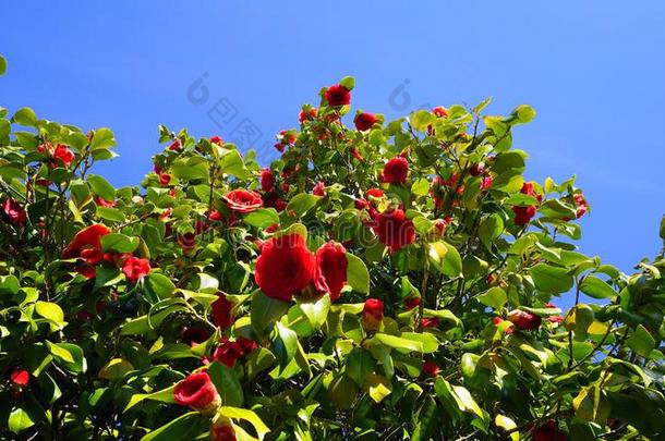引人注目的和美丽的红色的山茶-山茶日本产植物树采用blower鼓风机