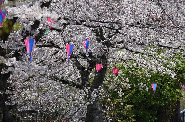 一行关于樱桃花树