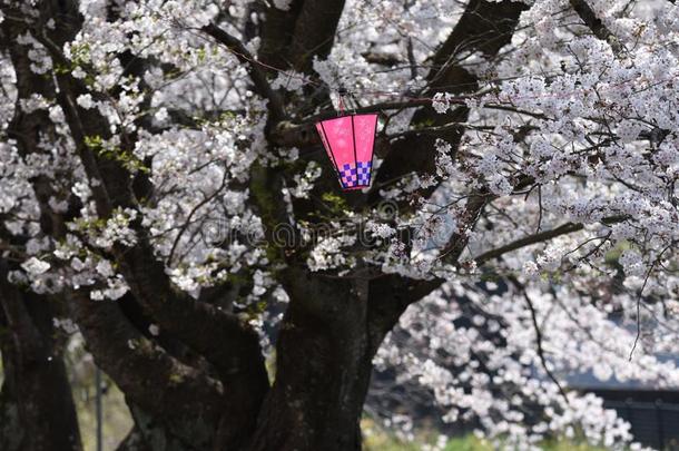 一行关于樱桃花树