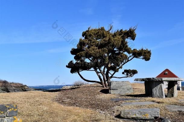 孤单的树在染房小海湾向多岩石的斗篷伊丽莎白,坎伯兰郡总数