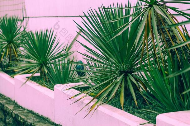 热带的庭院墙和手掌树