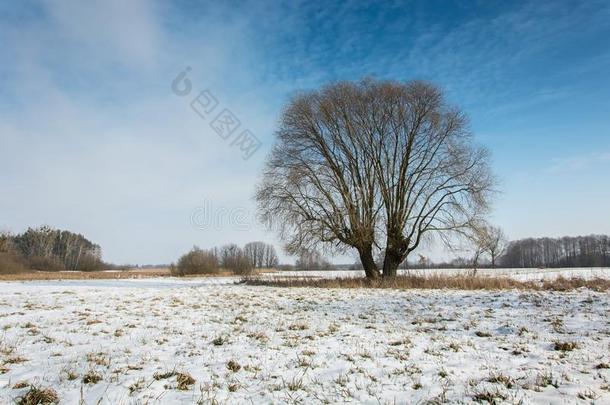 大大地柳树和雪向指已提到的人田,horiz向和蓝色天