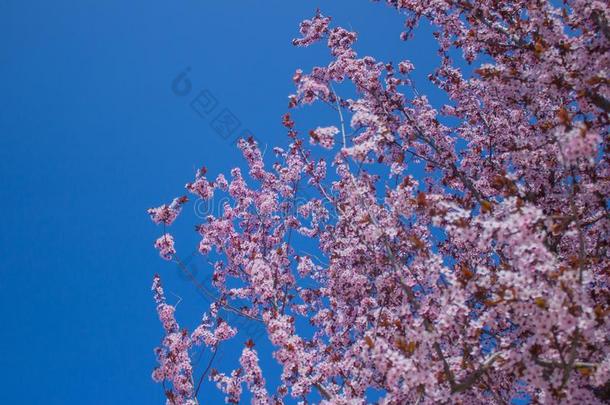 樱桃花和软的集中,樱花季节采用朝鲜,后座