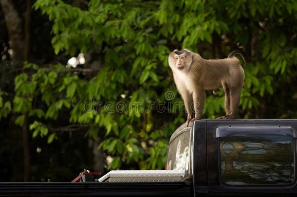 <strong>猴</strong>向黑的货车