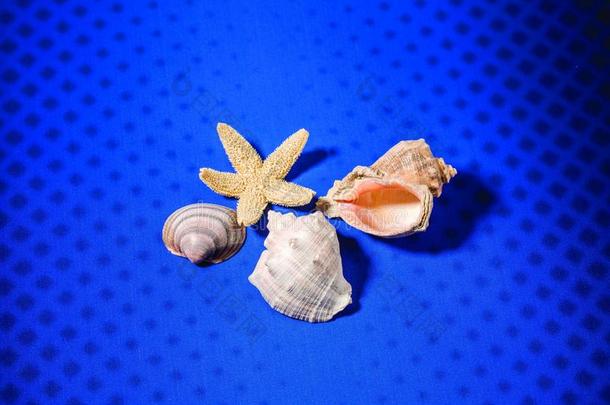 关在上面看法关于贝壳壳隔离的.美丽的自然后座议员