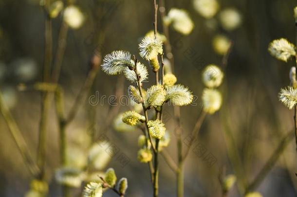 春季芽向树.春季芽向树