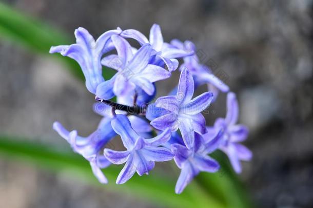 美丽的春季花普通的风信子,花园风信子或DUT