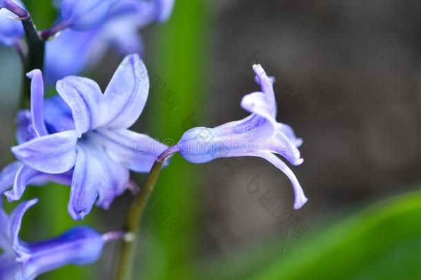 美丽的春季花普通的风信子,花园风信子或DUT