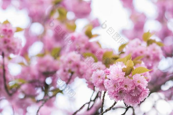 盛开的樱花树树枝.变模糊背景.关在上面,选择