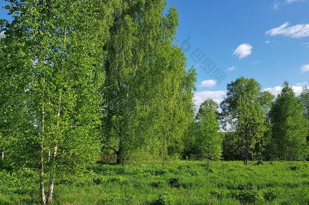 绿色的春季风景.桦树树和新鲜的树叶植物的叶子
