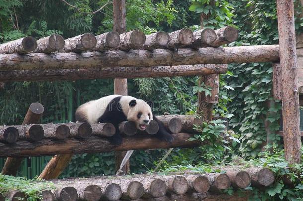 熊猫和口敞开的,大幅度下降向攀登的框架