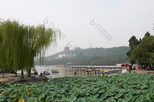 昆明湖,中国.柳树,莲花和塔