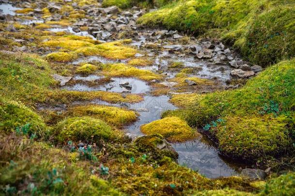 山河流流经过指已提到的人绿色的和黄色的碰撞关于苔藓