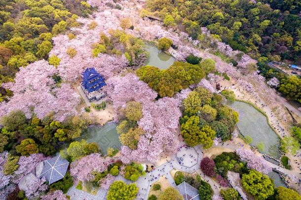 樱桃花森林