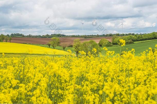 美丽的春季风景和黄色的油菜籽田