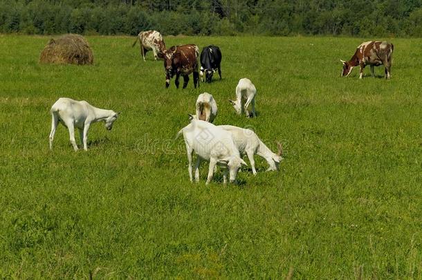 夏乡村和放牧动物,母<strong>牛</strong>和山羊