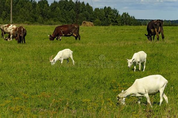 夏乡村和放牧动物,母<strong>牛</strong>和山羊