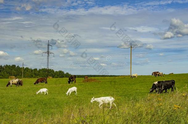 夏乡村和放牧动物,母牛和山羊