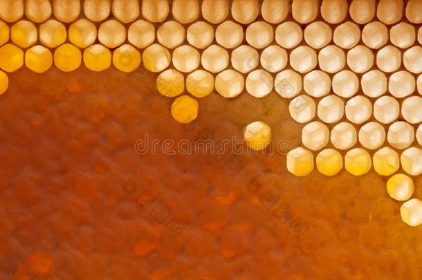 新鲜的有机的蜂蜜采用蜡梳子.宏指令照片关于有机的产品.