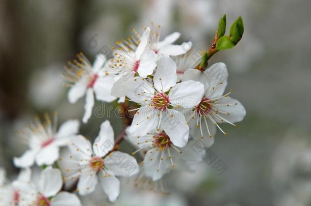 <strong>青梅</strong>树白色的花春季季节自然详细资料