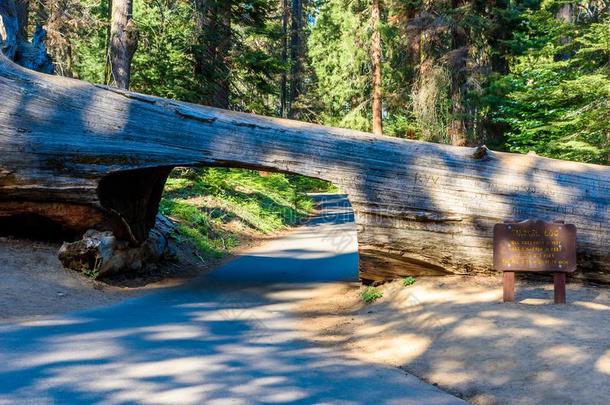 隧道记录采用红杉国家的公园.隧道8foot英尺高的,17foot英尺寡妇