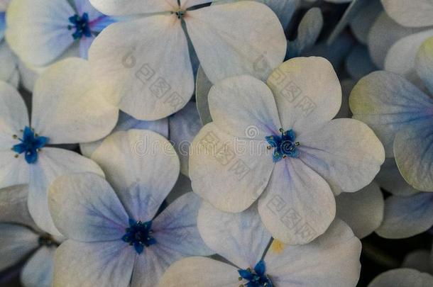 脆弱的蓝色花