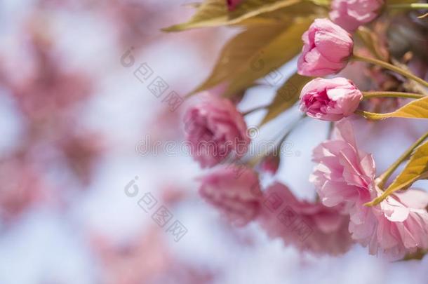 关在上面盛开的粉红色的樱花樱桃花或日本人樱桃