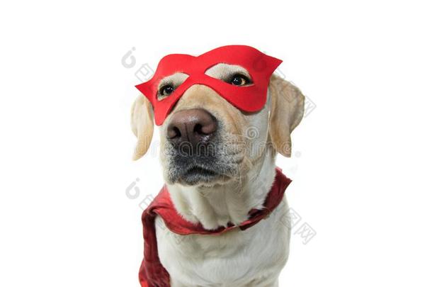 狗超级的英雄戏装.label-dressroutine日常事分类使人疲乏的一红色的M一SK一ND一C一PE.