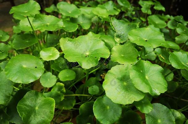 绿色的树叶关于亚洲的破铜钱属植物â植物â