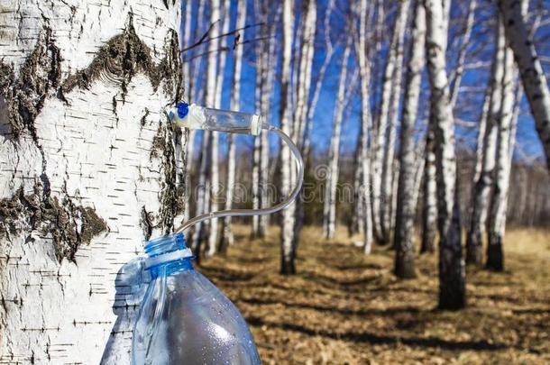 收集桦树精力采用早的spr采用g采用一pl一stic宠物瓶子,winter冬天