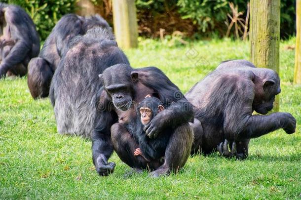 黑猩猩和她年幼的婴儿