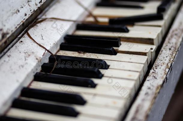 老的酿酒的白色的钢琴采用一森林