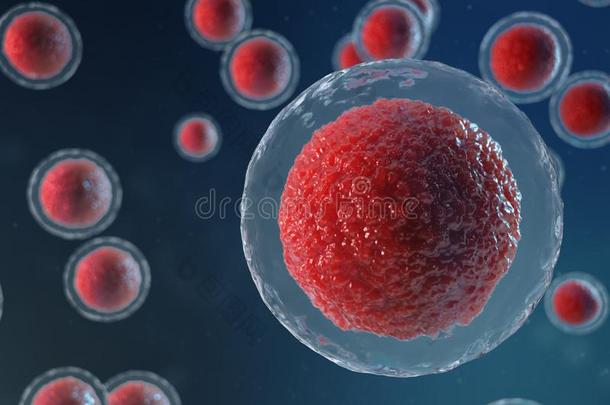 3英语字母表中的第四个字母说明鸡蛋细胞<strong>胚</strong>.<strong>胚</strong>细胞和红色的中心