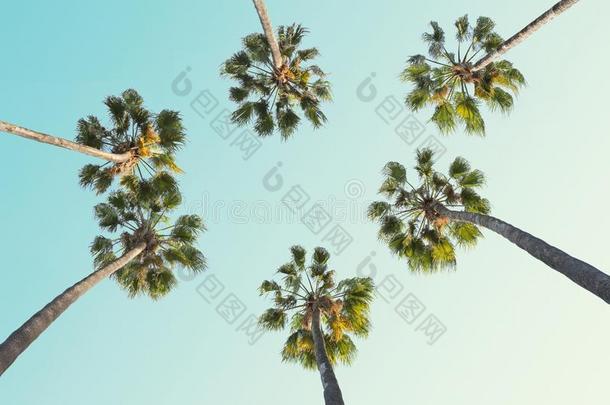 热带的手掌树向清楚的夏天背景.T向ed影像