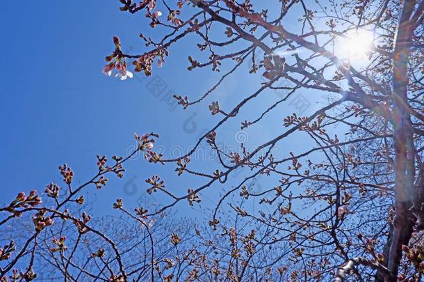 白色的樱花樱桃花花和树采用东<strong>京城</strong>市
