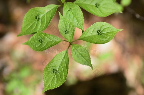 青荚叶属日本产植物花