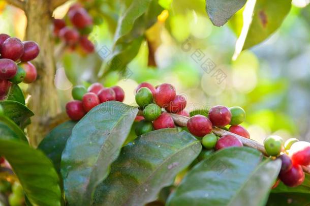 红色的咖啡豆豆向树-成熟的和成熟的咖啡豆豆采用指已提到的人英语字母表的第8个字母
