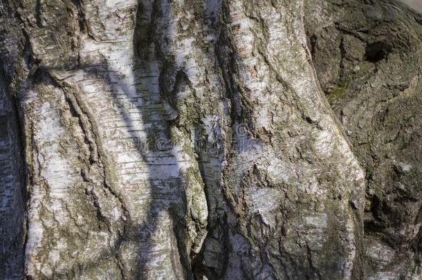 大大地织地粗糙的<strong>树干</strong>大大地织地粗糙的老的桦树树<strong>树干</strong>照明