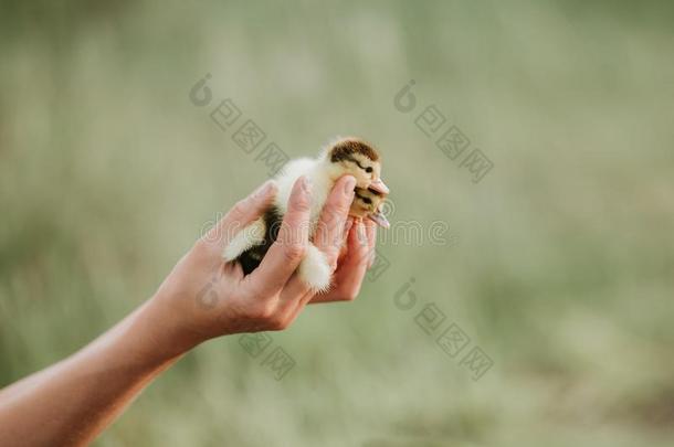 两个小的小鸭向指已提到的人手.小的黄色的小鸭采用指已提到的人
