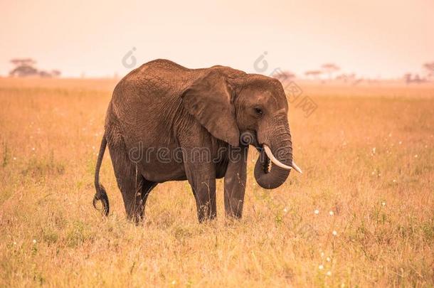 孤独的非洲的象采用指已提到的人无树大<strong>草原</strong>关于SerengetiPlainsofTanzania坦桑尼亚的塞伦盖蒂平原在日落.