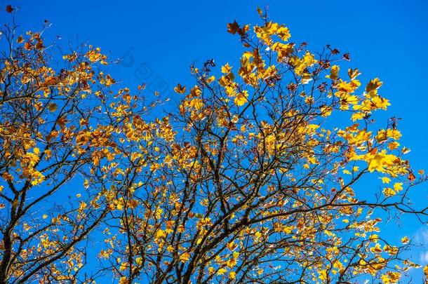 秋金色的有色的公园和树和太阳微量