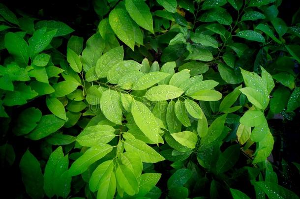 花束关于白色的栀子属植物花盛开的