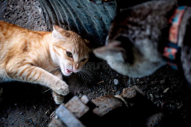 指已提到的人黄色的小猫用来表示某人或某物即主语本身准备好的向跑