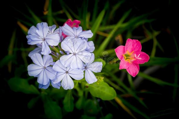 花束关于紫色的斗篷白花丹属和仙女百合花花盛开的