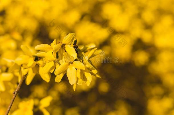 美丽的<strong>淡黄</strong>的关在上面照片关于金色雨树锦葵属