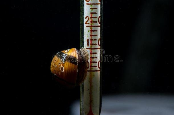 角蜗牛吃地衣向温度计和黑暗的背景