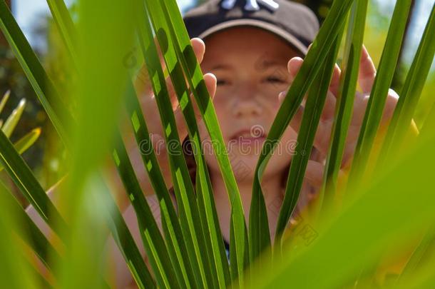 躲起来在的后面指已提到的人绿色的树叶